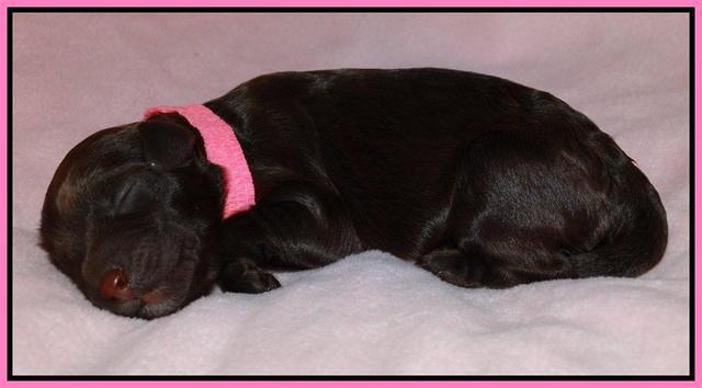 Pink 1 day (9)