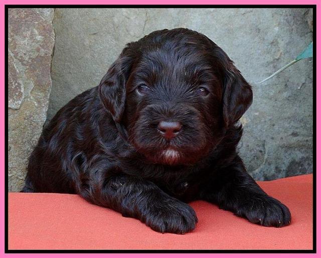 Pink 3 wks (10)