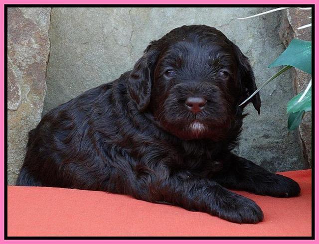 Pink 3 wks (7)