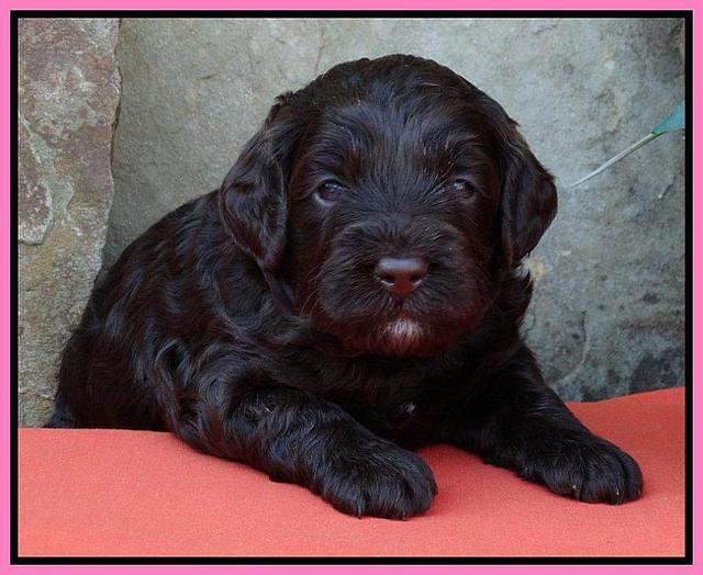 Pink 3 wks (9)