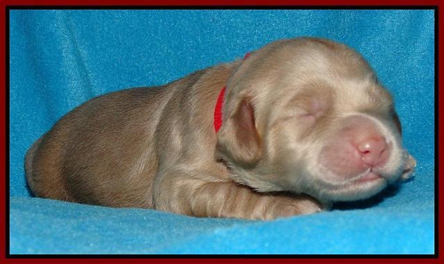 Cherie Mojo pups 1 wk old 181
