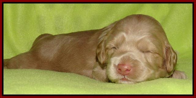 Cherie Mojo pups 2 wks old 151