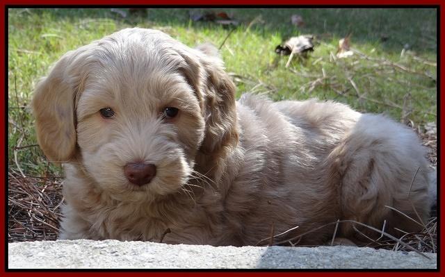 Cherie Mojo pups 6 weeks old 003