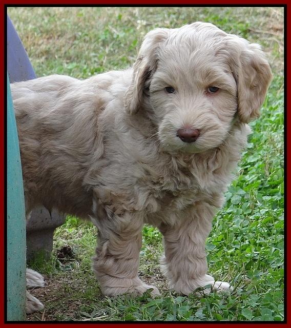 Cherie Mojo pups 7 wks old 241