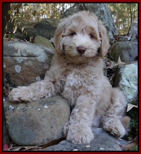 Cherie Mojo pups 8 wks old 025
