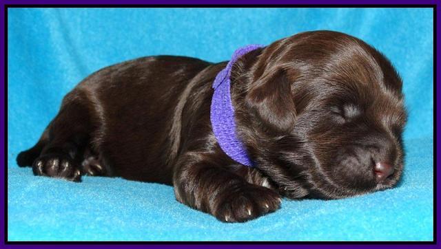 Cherie Mojo pups 1 wk old 131