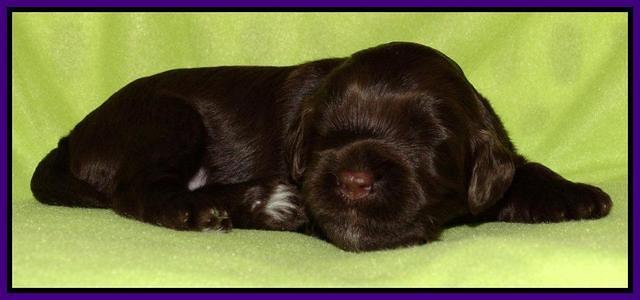 Cherie Mojo pups 2 wks old 91