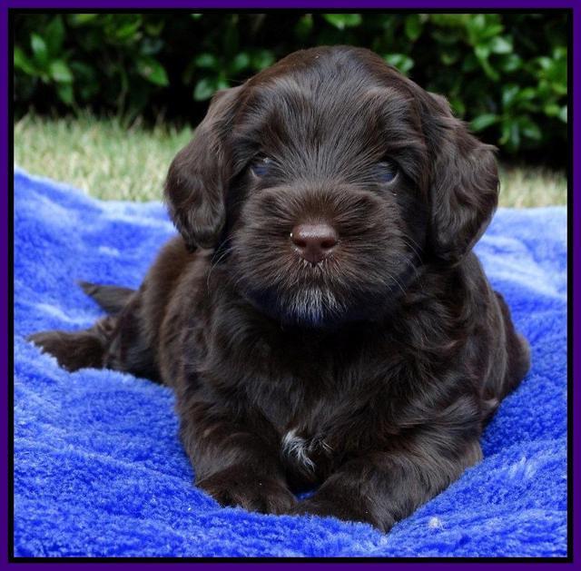Cherie Mojo pups 4 wks old 111