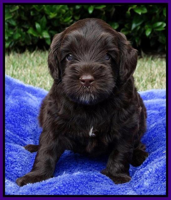 Cherie Mojo pups 4 wks old 121