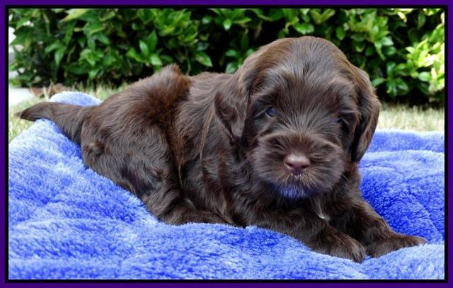 Cherie Mojo pups 4 wks old 141