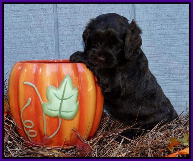 Cherie Mojo pups 5 wks old 261