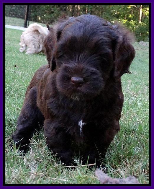 Cherie Mojo pups 5 wks old 281