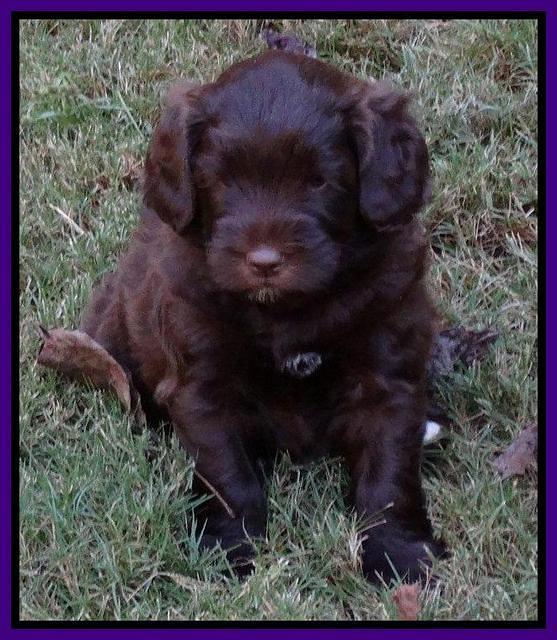 Cherie Mojo pups 5 wks old 291