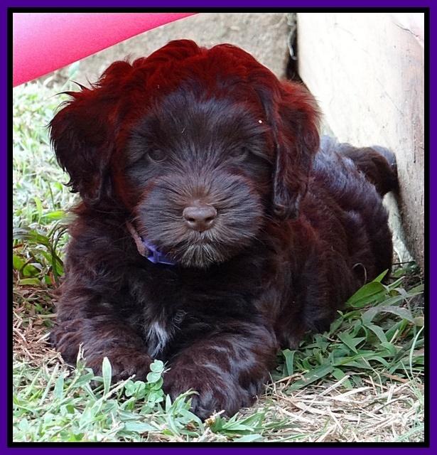 Cherie Mojo pups 7 wks old 201