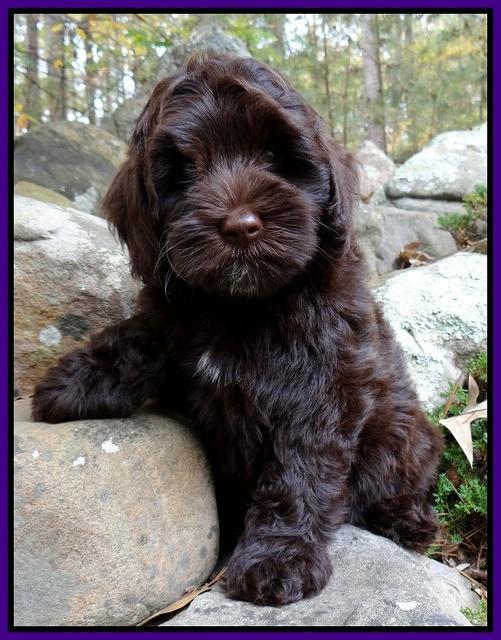 Cherie Mojo pups 8 wks old 020