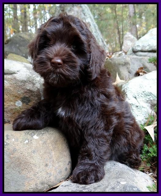 Cherie Mojo pups 8 wks old 021