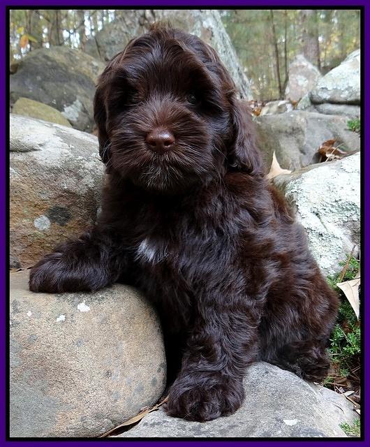 Cherie Mojo pups 8 wks old 023