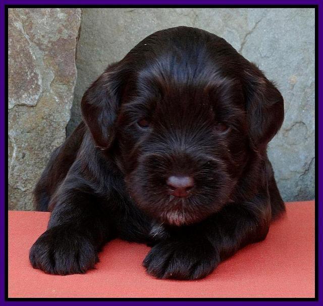 Purple 3 wks (22)