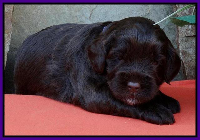 Purple 3 wks (7)