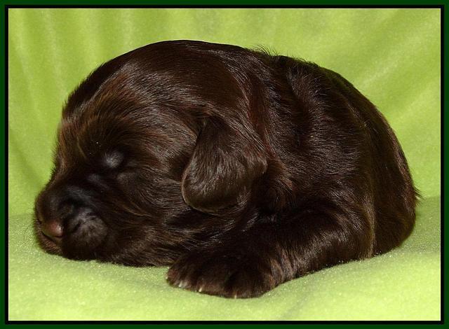 Cherie Mojo pups 2 wks old 171