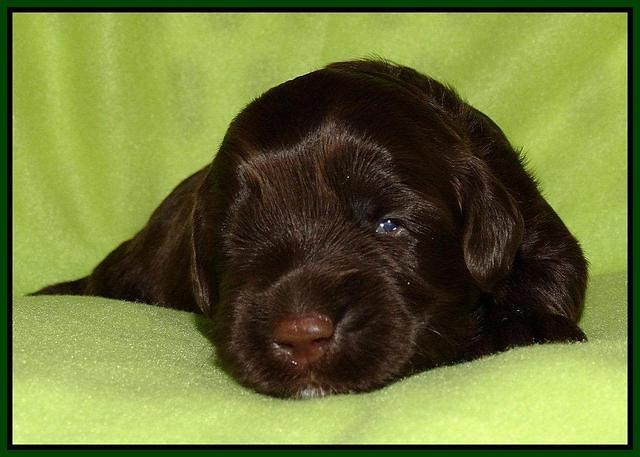 Cherie Mojo pups 2 wks old 181