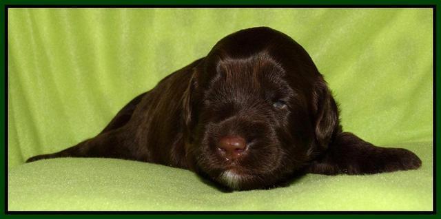 Cherie Mojo pups 2 wks old 191