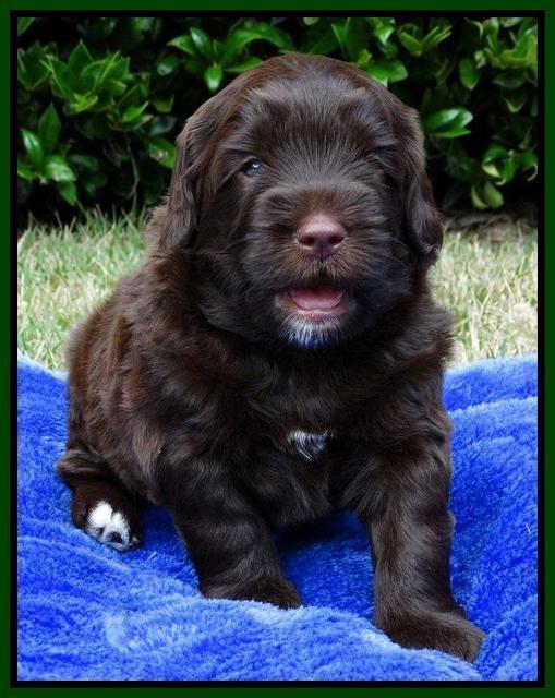 Cherie Mojo pups 4 wks old 151