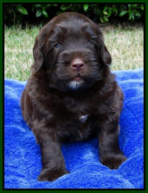 Cherie Mojo pups 4 wks old 161