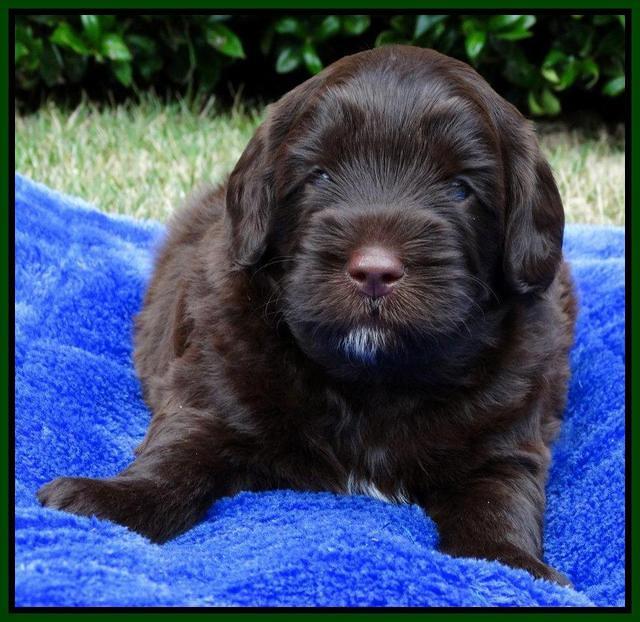 Cherie Mojo pups 4 wks old 181
