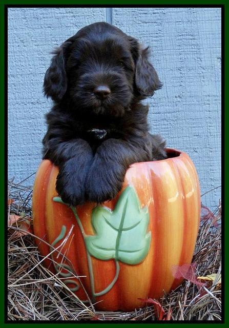 Cherie Mojo pups 5 wks old 331