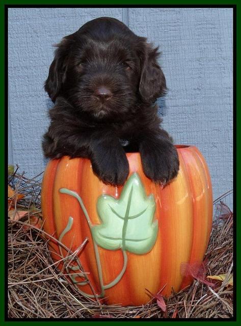 Cherie Mojo pups 5 wks old 341