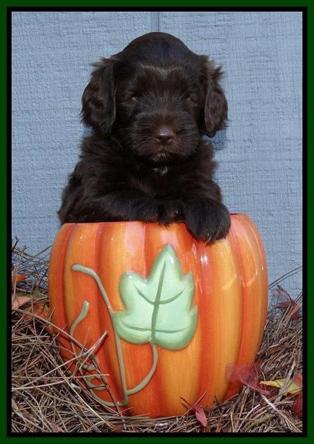 Cherie Mojo pups 5 wks old 351