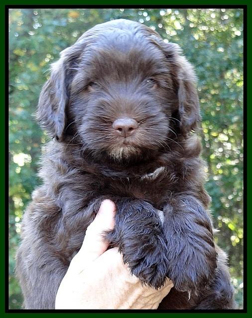 Cherie Mojo pups 6 weeks old 021