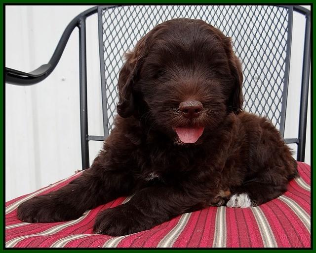 Cherie Mojo pups 7 wks old 271