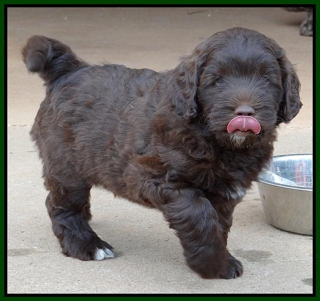 Cherie Mojo pups 7 wks old 291