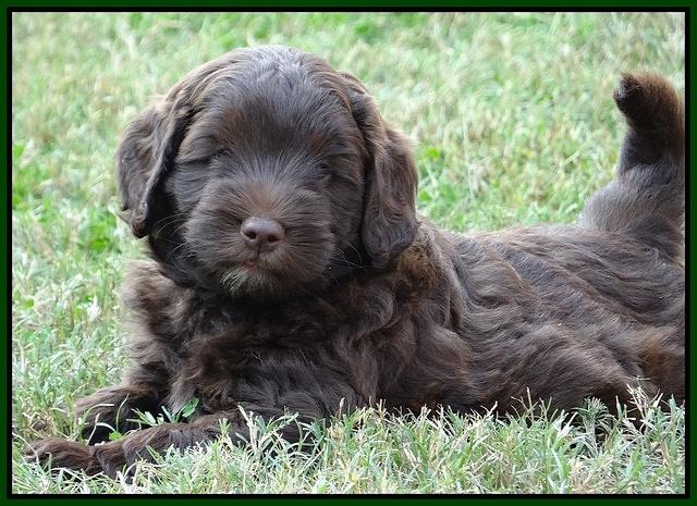 Cherie Mojo pups 7 wks old 321