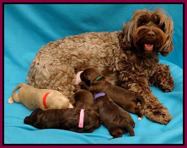 Cherie Mojo pups 1 wk old 201