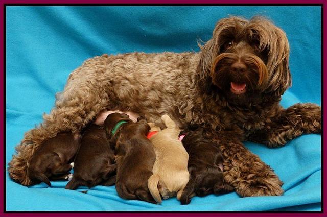 Cherie Mojo pups 1 wk old 211