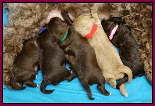 Cherie Mojo pups 1 wk old 241