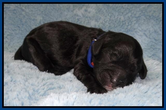 Chloe Harbins newborn pups11