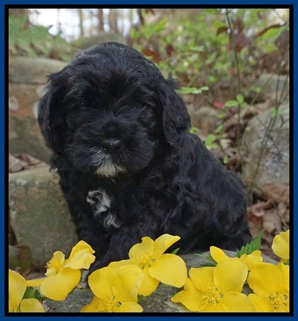Chloe Harbins pups 4 wks old 11