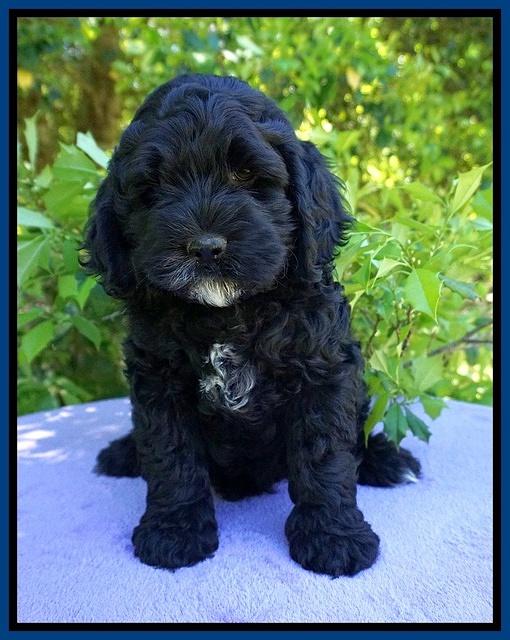 Chloe Harbins pups 7 wks old 11