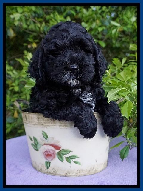 Chloe Harbins pups 7 wks old 4100