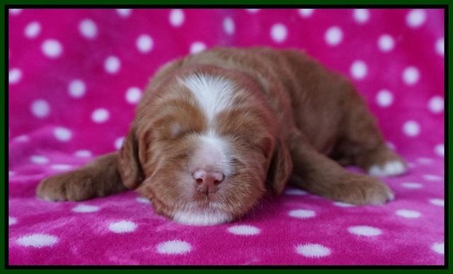 Chloe Harbins pups 2 wks old 41