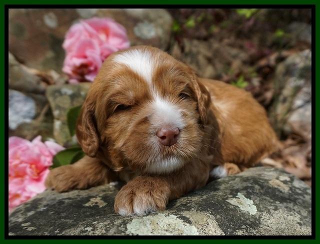 Chloe Harbins pups 3 wks old 101
