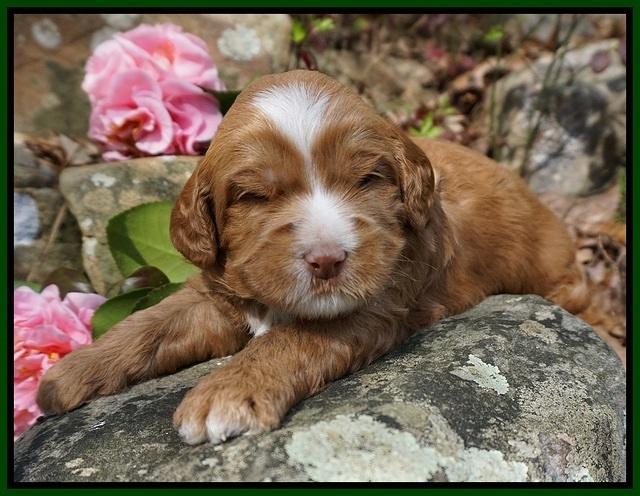 Chloe Harbins pups 3 wks old 71