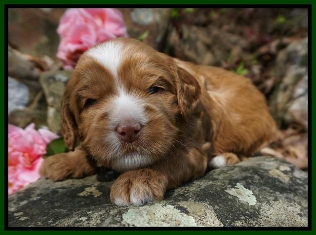 Chloe Harbins pups 3 wks old 91