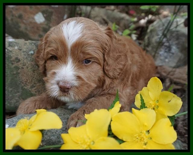 Chloe Harbins pups 4 wks old 101