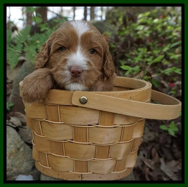 Chloe Harbins pups 4 wks old 111