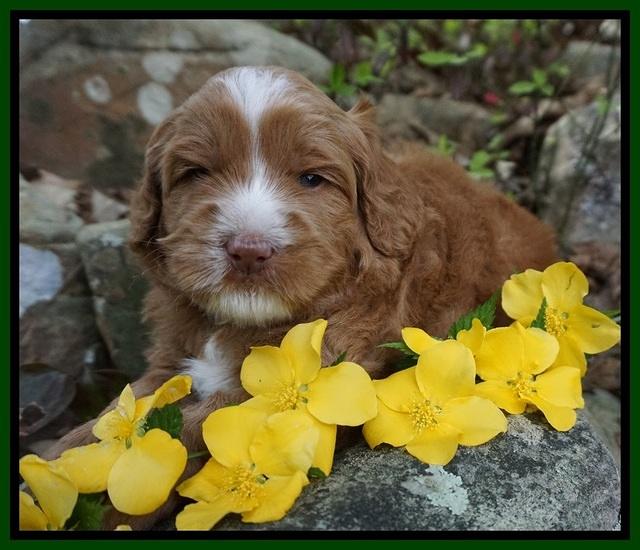 Chloe Harbins pups 4 wks old 121